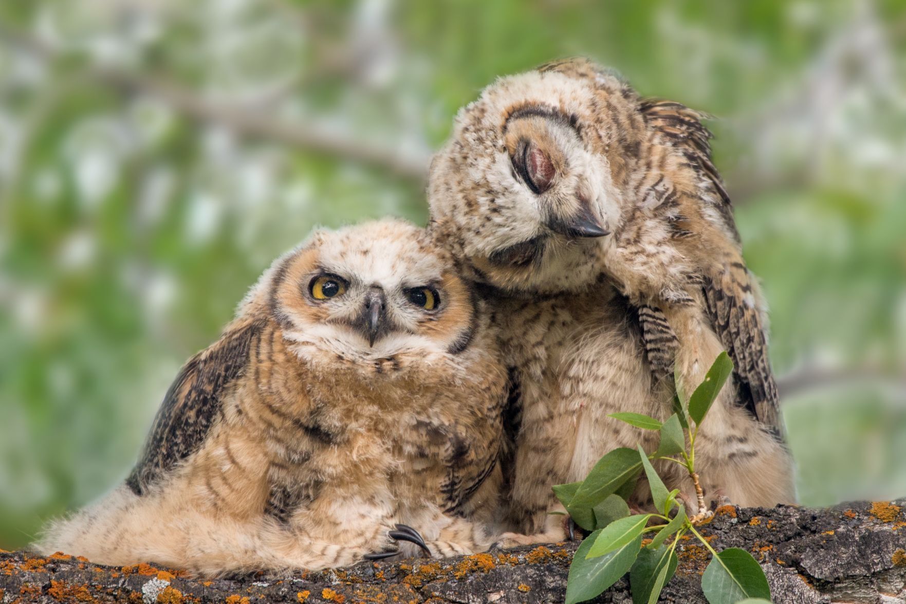 Owlets